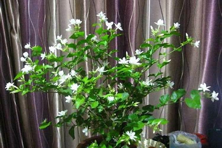 茉莉换盆剪枝后啥时候施肥