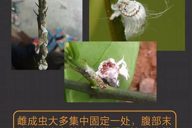 枇杷树上的蚧壳虫怎么防治