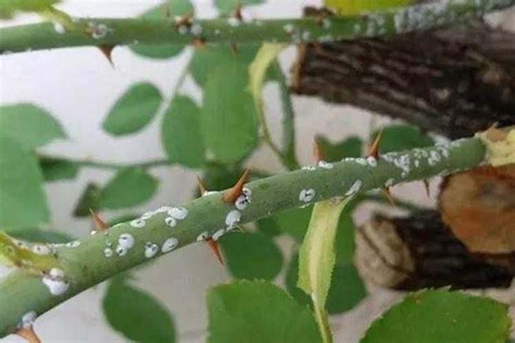 柿子树防治蚧壳虫最佳时期