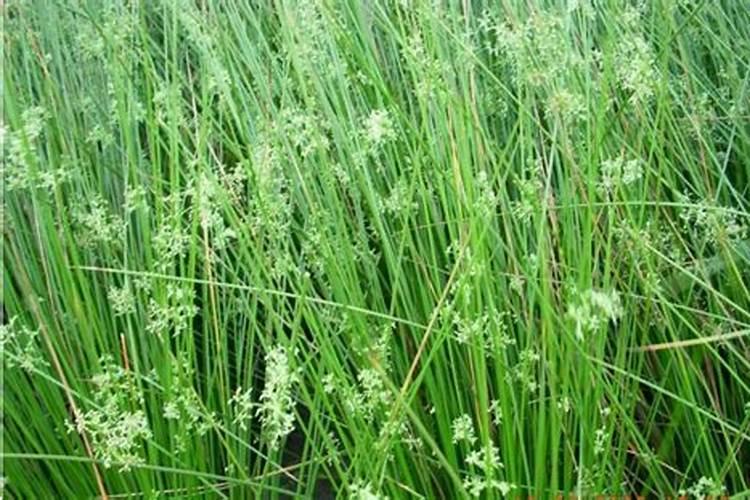 木槿是什么种类有那些用处