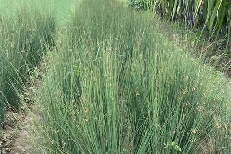 鱼腥水是什么？