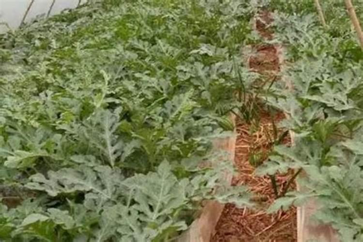 西瓜高脚苗怎么补救