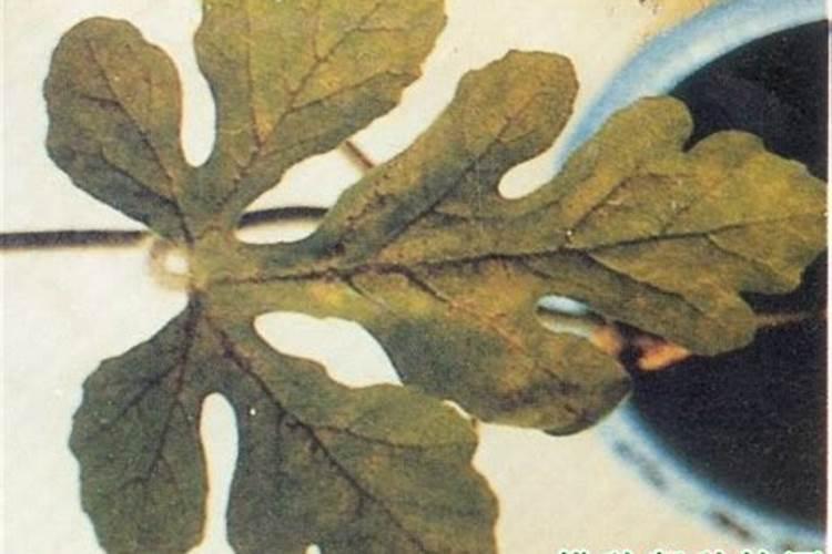 西瓜一般都会有哪种病害