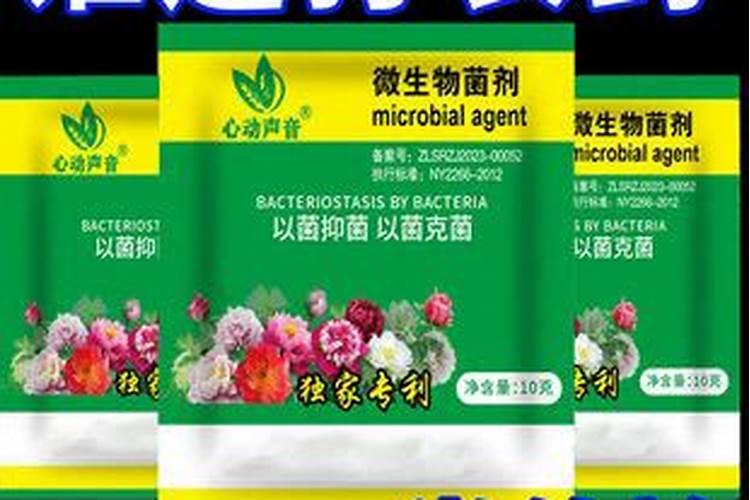 黄杨叶子发黄怎么办？