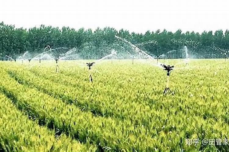 虎皮兰喜肥吗 喜欢施什么肥料