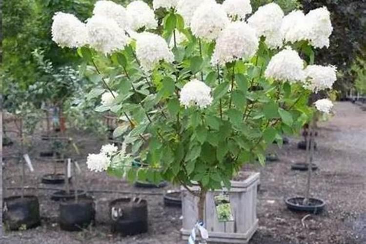 长寿花浇什么肥料合适