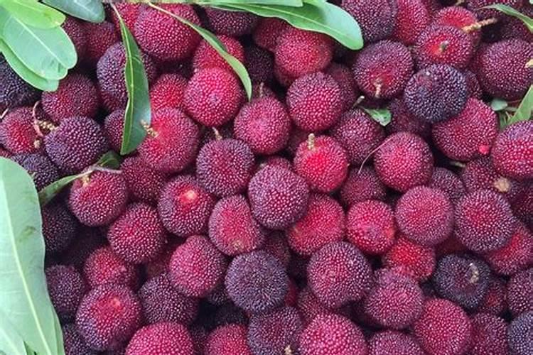 矿源黄腐酸钾和人尿及复合肥混一起施杨梅小树吗？量多少