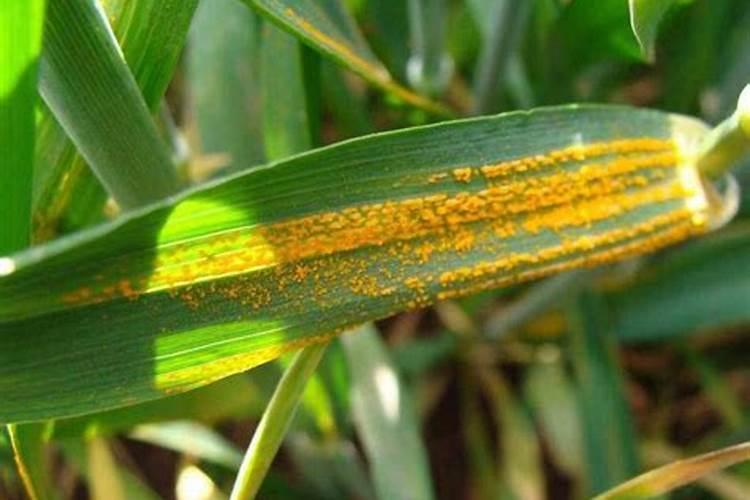 小麦锈病防治方法