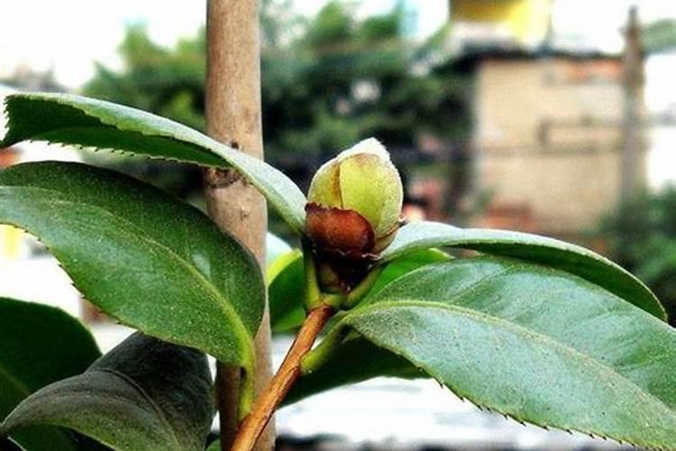 绣球花已经开始打花苞了,应该如何施肥呢？