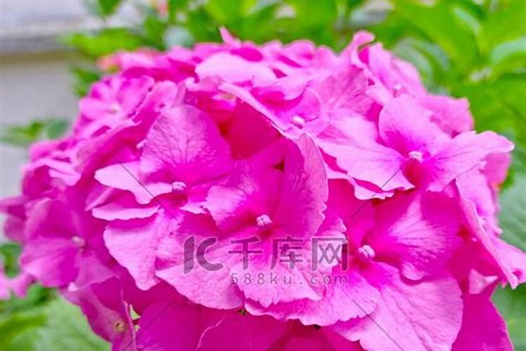 绣球花开花期间怎么施肥