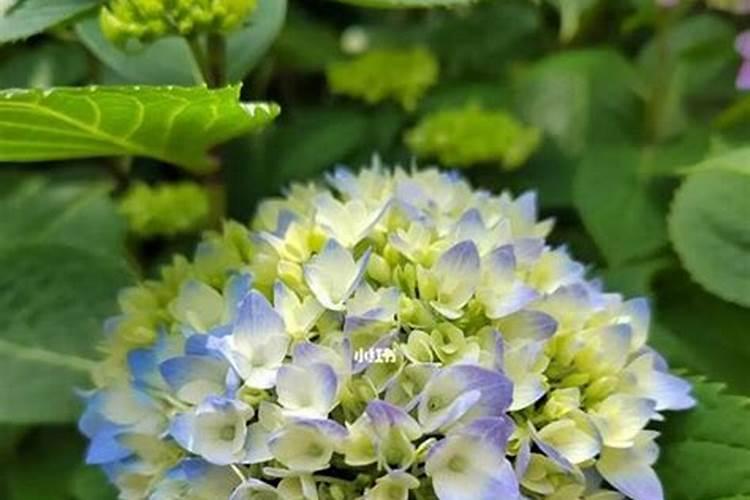 绣球花苞期间如何养护