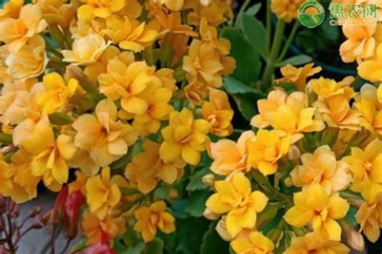 紫薇花施什么肥最好