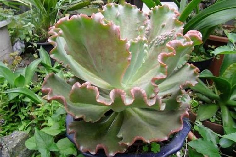 春季兰花如何施肥