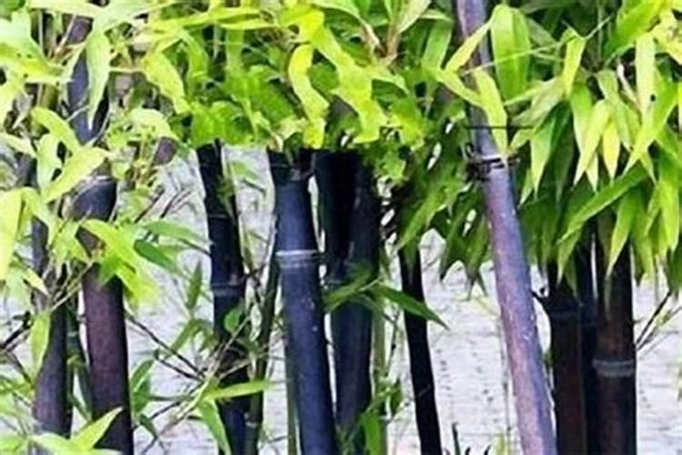 紫竹浇水和施肥方法(紫竹怎么水养才生根)