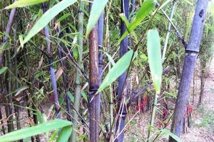 怎么样才能让紫竹生长的比较好呢？