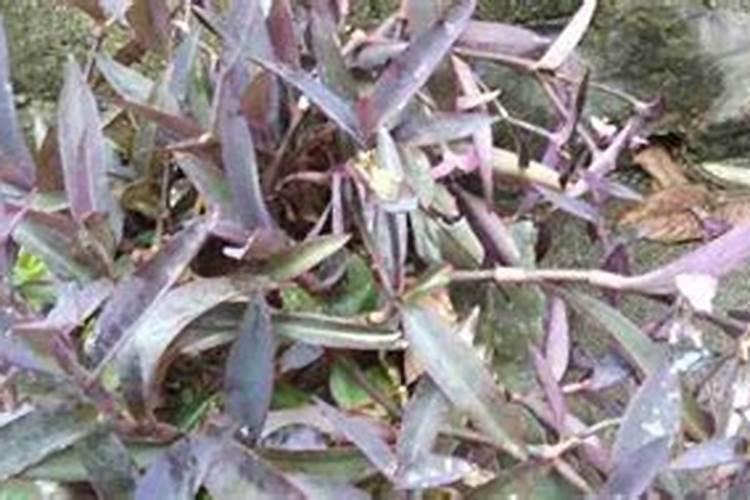 紫竹生长需要什么肥料