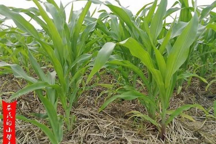 玉米苗大小不齐能用尿素调整吗