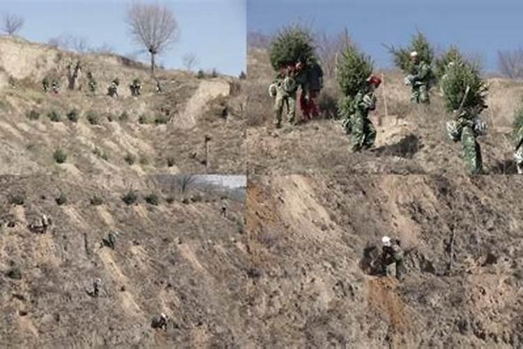 油茶树可以施硫酸钾型复合肥吗？