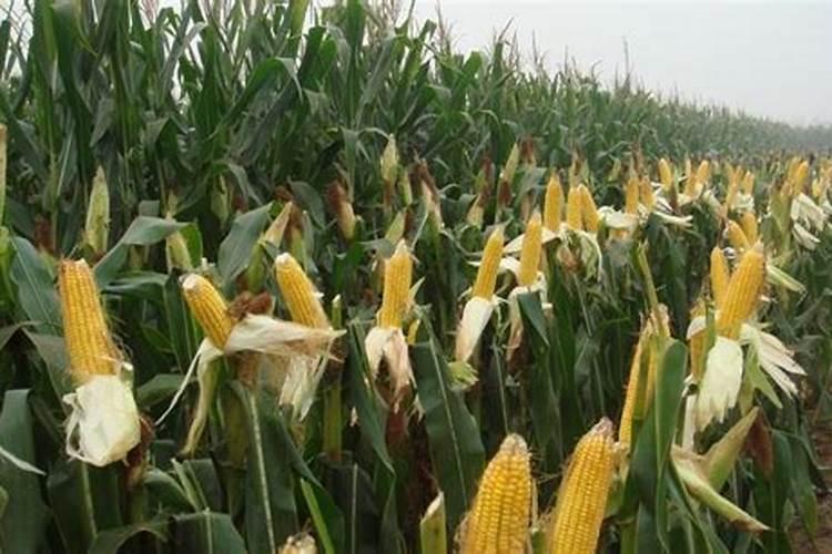 玉米地里上化肥多高的时候可以上好肥料