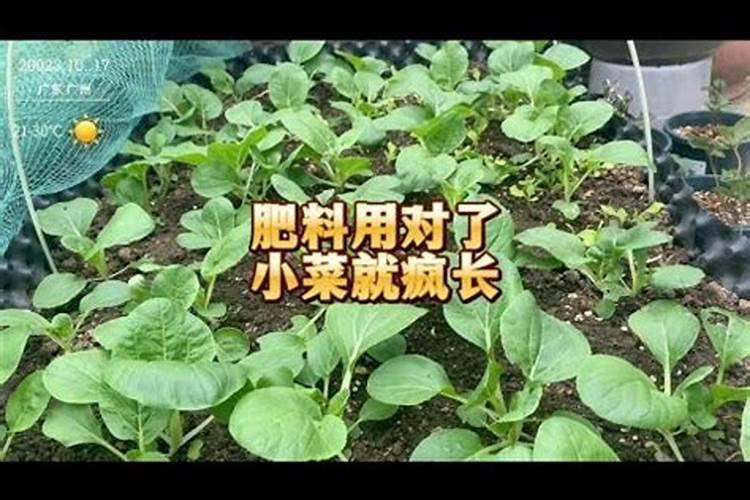 种菜施肥量多,是不是越多越好？