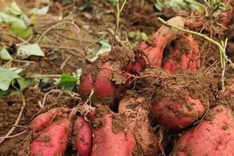 红薯底肥什么时候用最好？底肥怎么用能够提高产量？