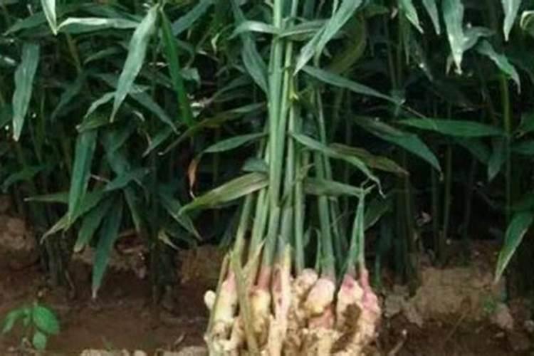 生姜对微量元素肥料的需求