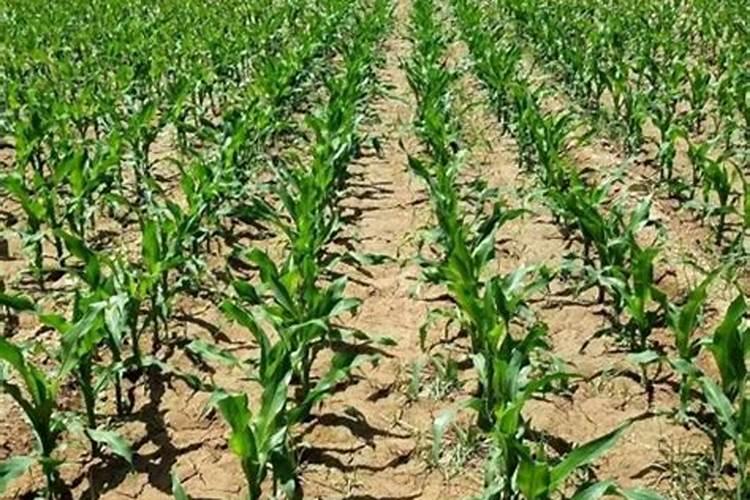 如何实现玉米的高产高效节水灌溉？