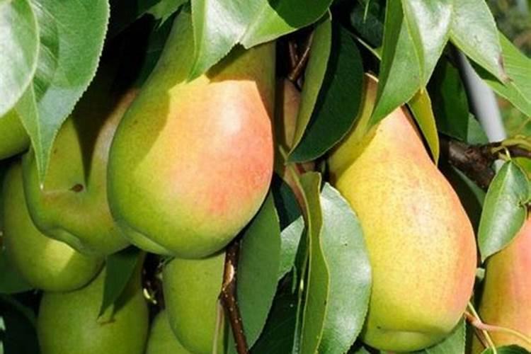 梨树追肥注意什么