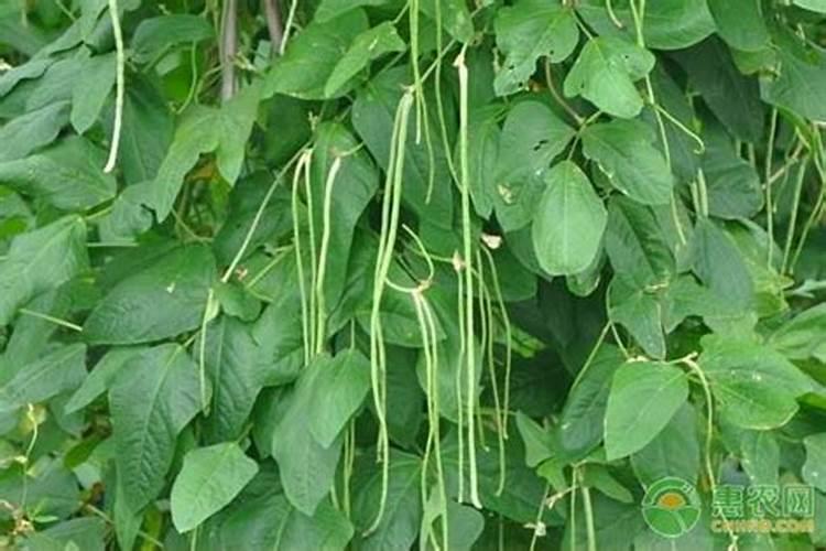 种花生可以不施底肥以后施追肥吗？为何这么说？