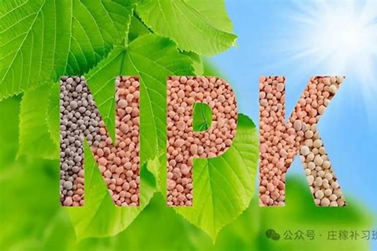 猫能吃夏威夷果吗