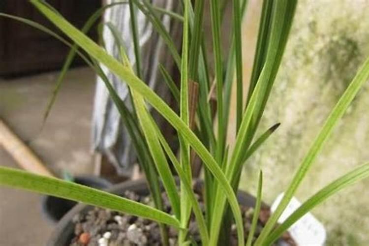 大花蕙兰家庭怎么浇水