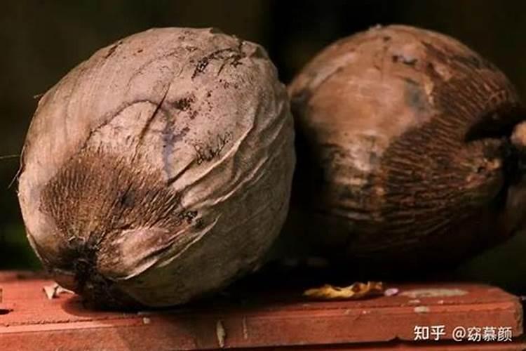 夏威夷椰子的养殖方法和注意事项