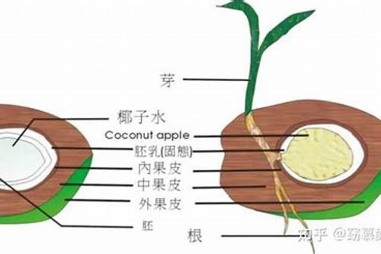 种椰子树的正确方法