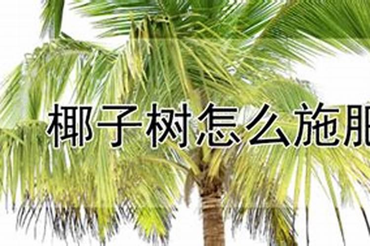 富贵椰子能用磷酸二氢钾吗？