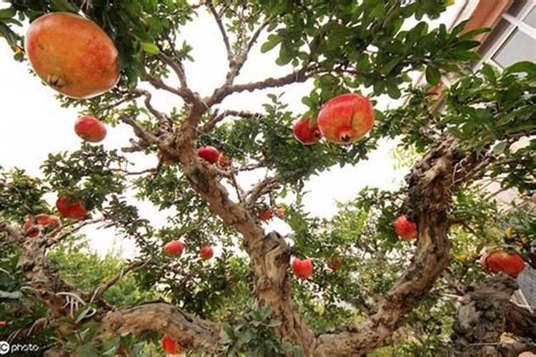 石榴树如何施肥 不同季节石榴树施肥的方法