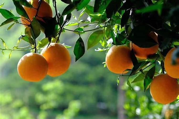 夏季脐橙黑斑病介壳虫怎么防治