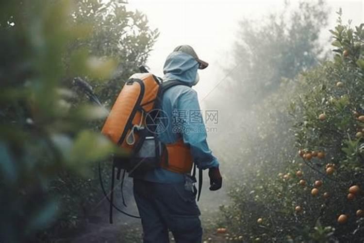 脐橙树喷石灰水什么比例