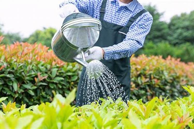 有机肥是放盆底还是直接撒在土壤表面？