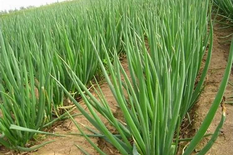 小葱用什么叶面肥好？