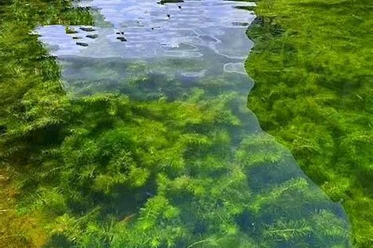 螃蟹养殖的水草栽植技术