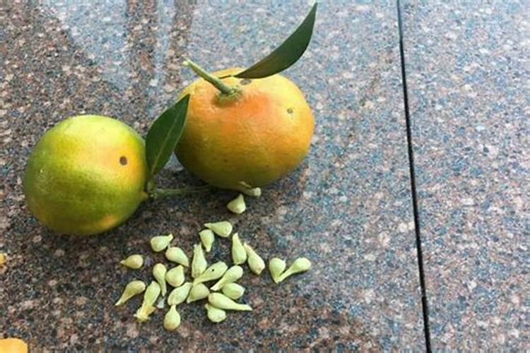 7月份柑橘可用磷肥吗