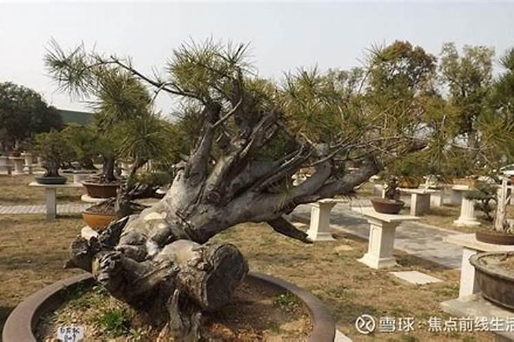 豆角没下底肥怎么办