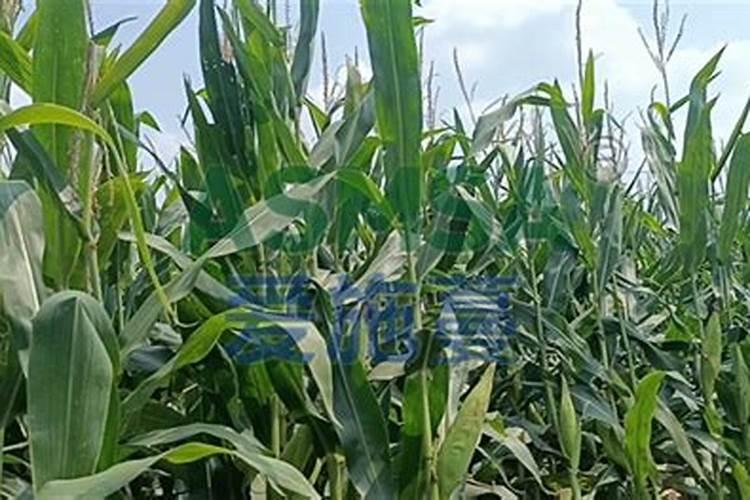 玉米水溶肥的使用方法