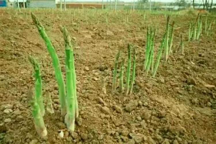 锌肥棉花七月底能滴灌吗？