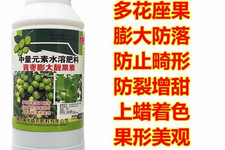 青枣叶片油亮、挂果量多的秘诀原来是它