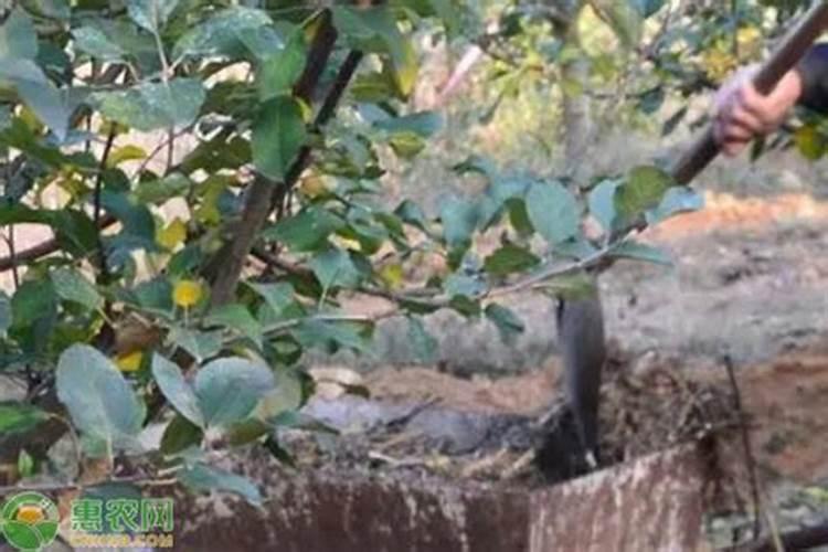 什么水溶肥能促进根系发达？果树如何育苗快速生根？