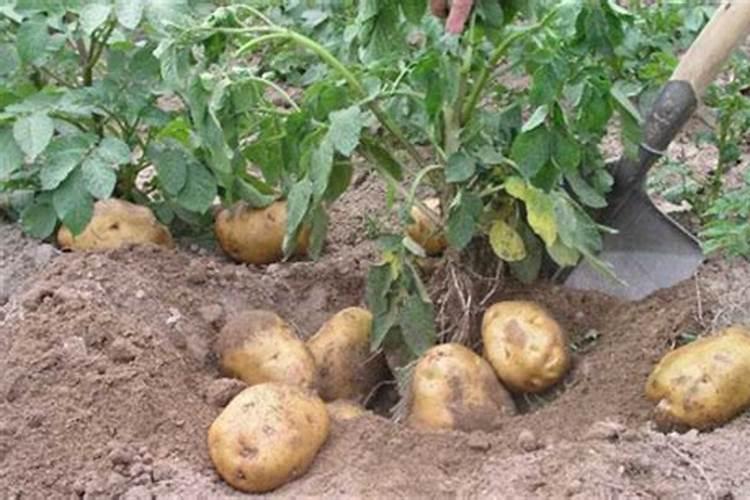 罗布泊52%颗粒硫酸钾具备哪些特点,使得其适合瓜果类、块茎类等...