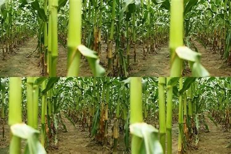 老师你好,氯化钾对玉米有什么好处？