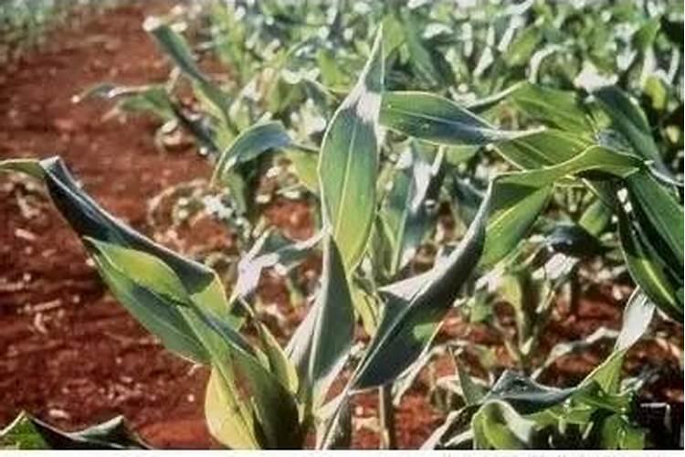 种植玉米用什么钾肥