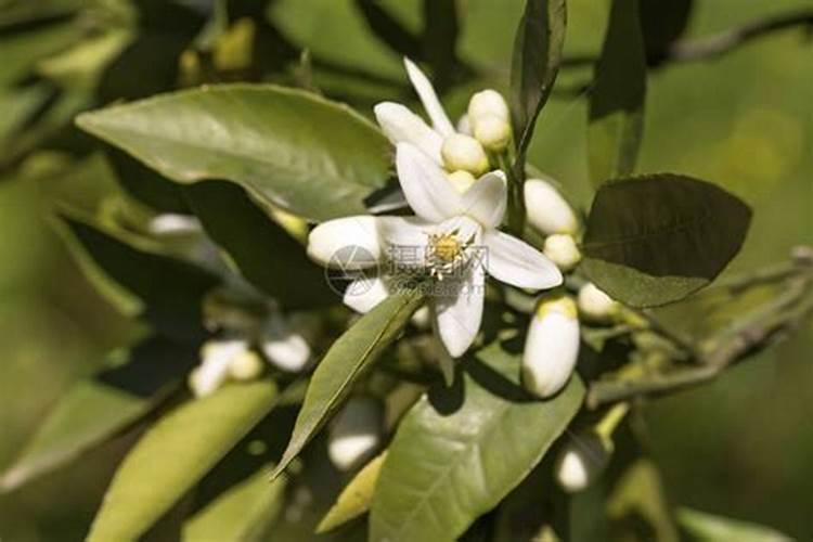 矿源黄腐酸钾复合肥,矿源黄腐酸钾价格多少钱一斤,矿源黄腐酸钾那种好...